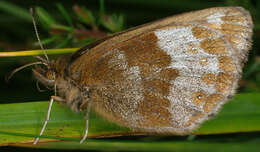 Image of scotch argus