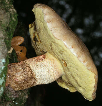 Image of Scarlet-stemmed Bolete