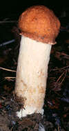 Image of Leccinum albostipitatum den Bakker & Noordel. 2005