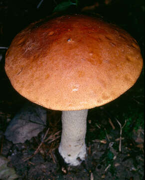 Image of Leccinum albostipitatum den Bakker & Noordel. 2005