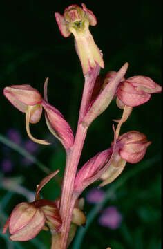 Image of Frog orchid