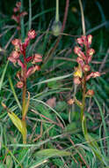 Plancia ëd Dactylorhiza viridis (L.) R. M. Bateman, Pridgeon & M. W. Chase