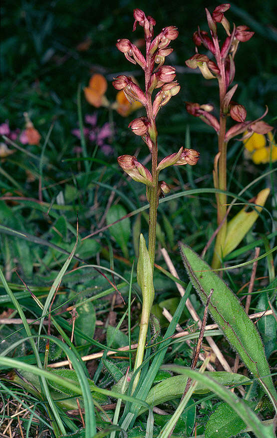 Plancia ëd Dactylorhiza viridis (L.) R. M. Bateman, Pridgeon & M. W. Chase