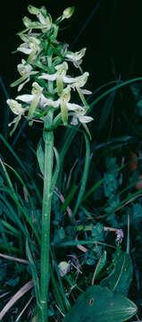 Image of lesser butterfly-orchid