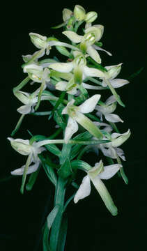 Image of lesser butterfly-orchid