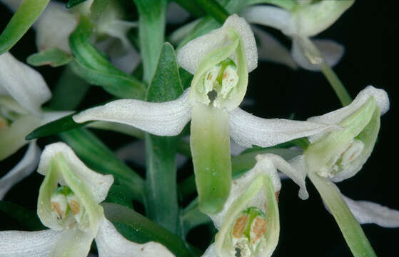 Image of lesser butterfly-orchid