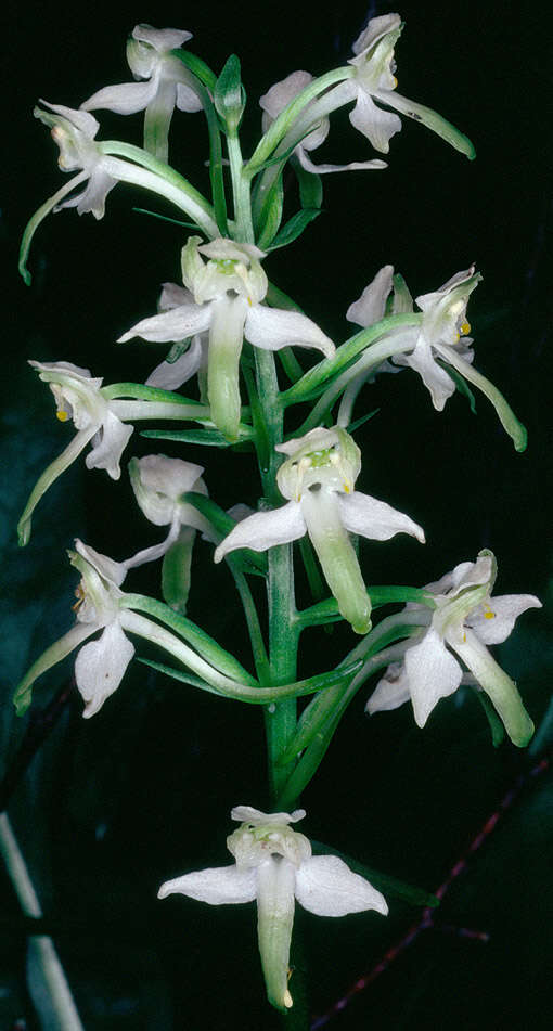 Image of Greater butterfly orchid