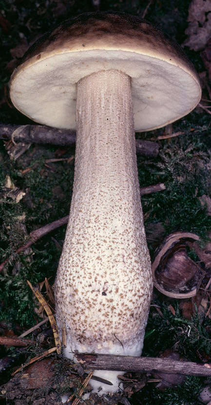 Image of Leccinellum pseudoscabrum (Kallenb.) Mikšík 2017