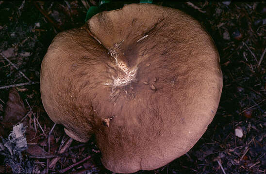 Image of Leccinellum pseudoscabrum (Kallenb.) Mikšík 2017