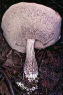 Image of Leccinellum pseudoscabrum (Kallenb.) Mikšík 2017