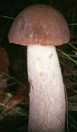 Image of Leccinum cyaneobasileucum Lannoy & Estadès 1991