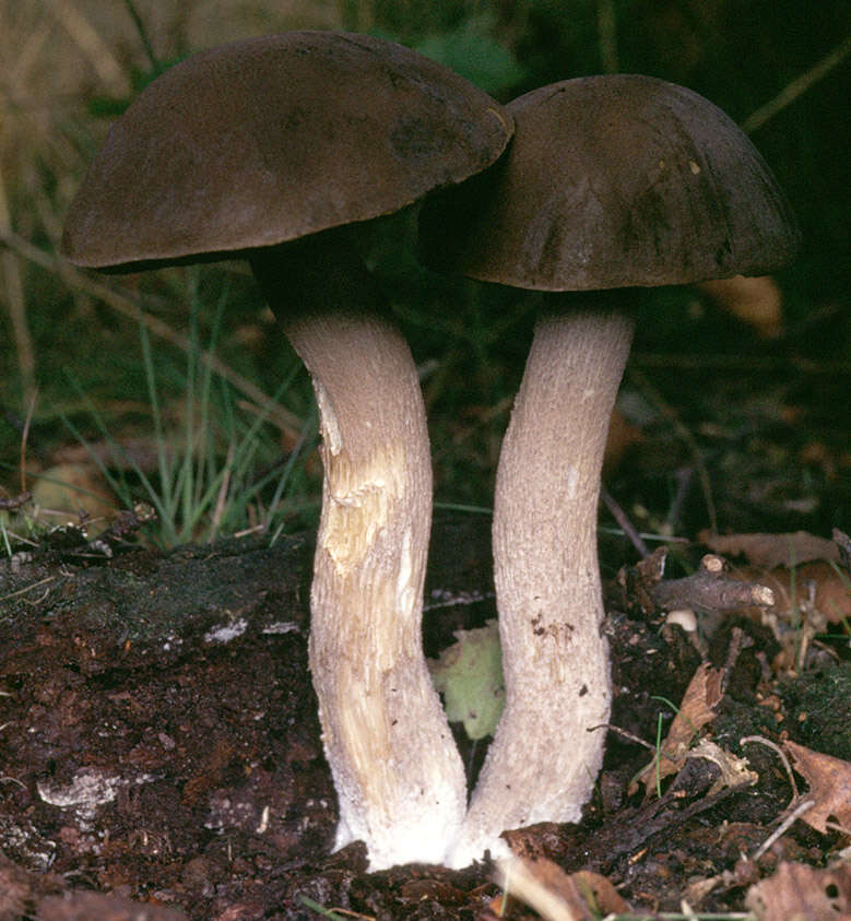 Image of Leccinum cyaneobasileucum Lannoy & Estadès 1991