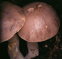 Image of Leccinum cyaneobasileucum Lannoy & Estadès 1991