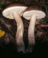 Image of Leccinum cyaneobasileucum Lannoy & Estadès 1991