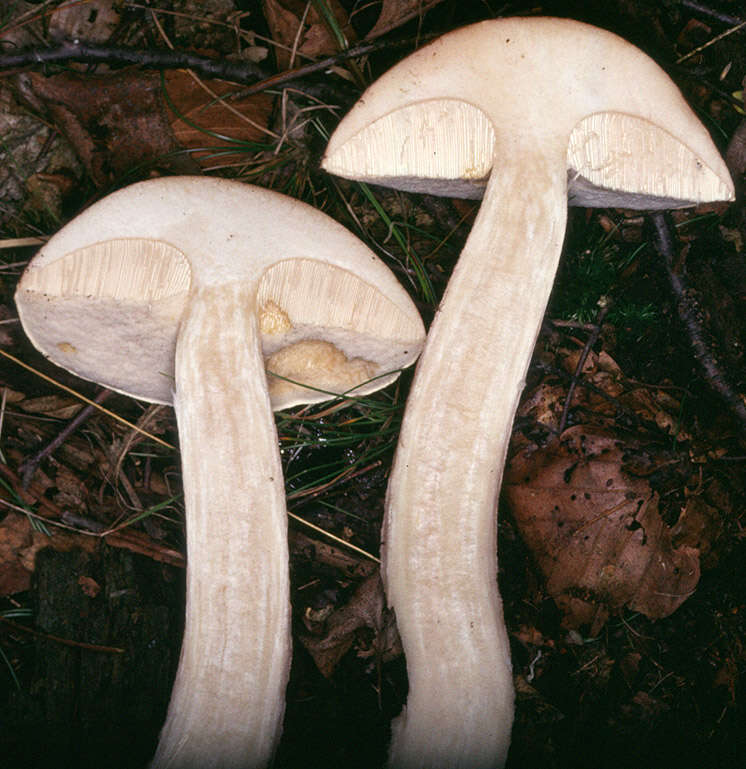 Image of Leccinum cyaneobasileucum Lannoy & Estadès 1991