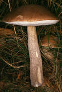 Image of Leccinum cyaneobasileucum Lannoy & Estadès 1991