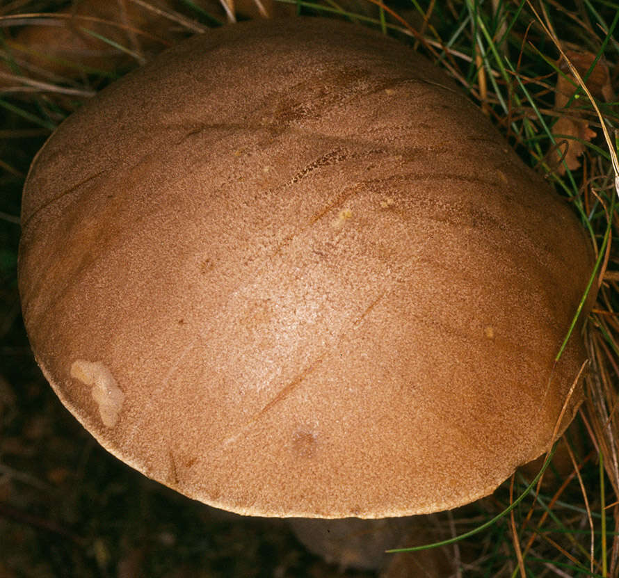 Image of Leccinum cyaneobasileucum Lannoy & Estadès 1991