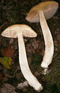 Image of Leccinum cyaneobasileucum Lannoy & Estadès 1991