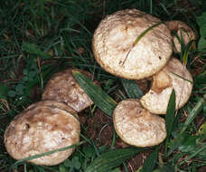 Imagem de Suillus viscidus (L.) Roussel 1796