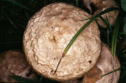 Imagem de Suillus viscidus (L.) Roussel 1796