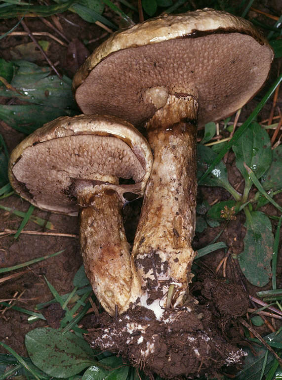 Imagem de Suillus viscidus (L.) Roussel 1796