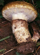 Imagem de Suillus viscidus (L.) Roussel 1796