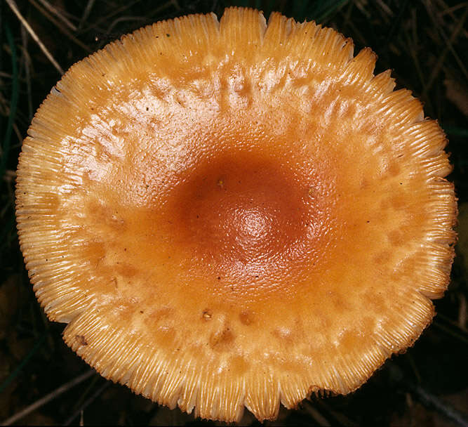 Image of Orange Grisette