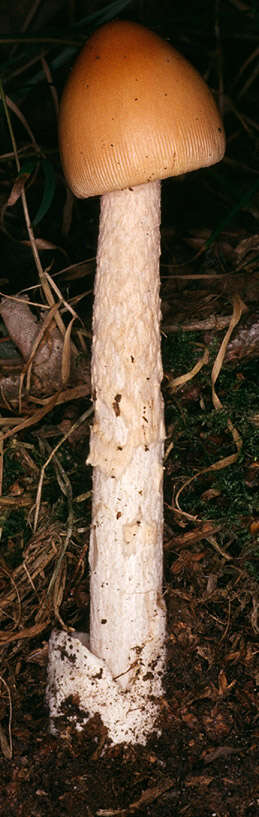 Image of Orange Grisette