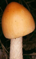 Image of Orange Grisette