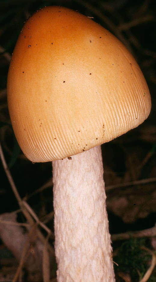 Image of Orange Grisette