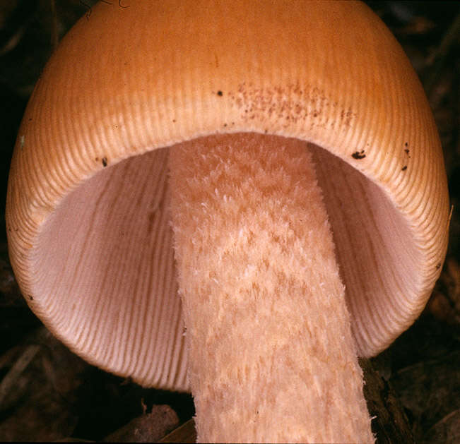 Image of Orange Grisette