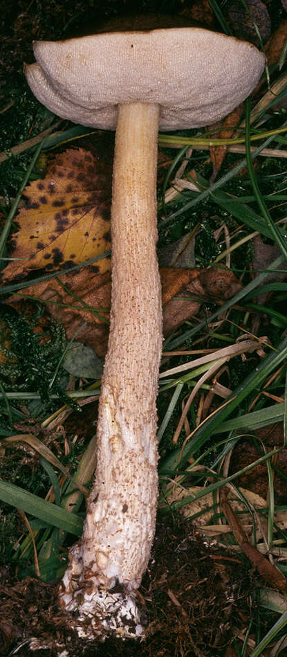 Image of Leccinum scabrum (Bull.) Gray 1821