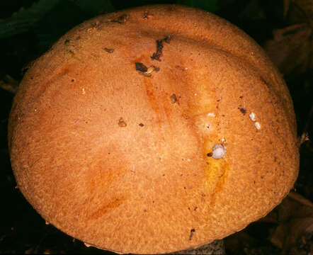 Image of Leccinum versipelle (Fr. & Hök) Snell 1944