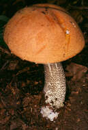 Image of Leccinum versipelle (Fr. & Hök) Snell 1944