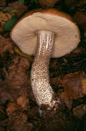 Image of Leccinum versipelle (Fr. & Hök) Snell 1944