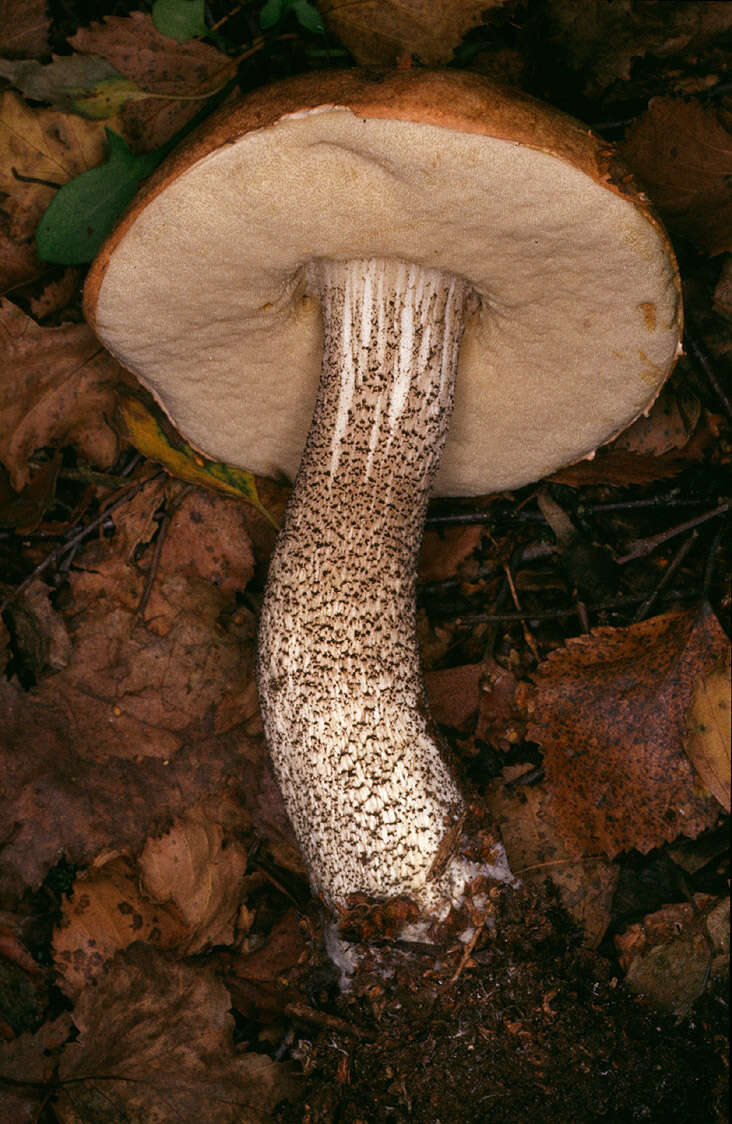 Image of Leccinum versipelle (Fr. & Hök) Snell 1944