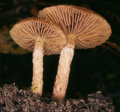 Image of Inocybe agardhii (N. Lund) P. D. Orton 1960