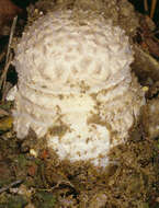 Image of Fly agaric