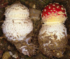 Image of Fly agaric