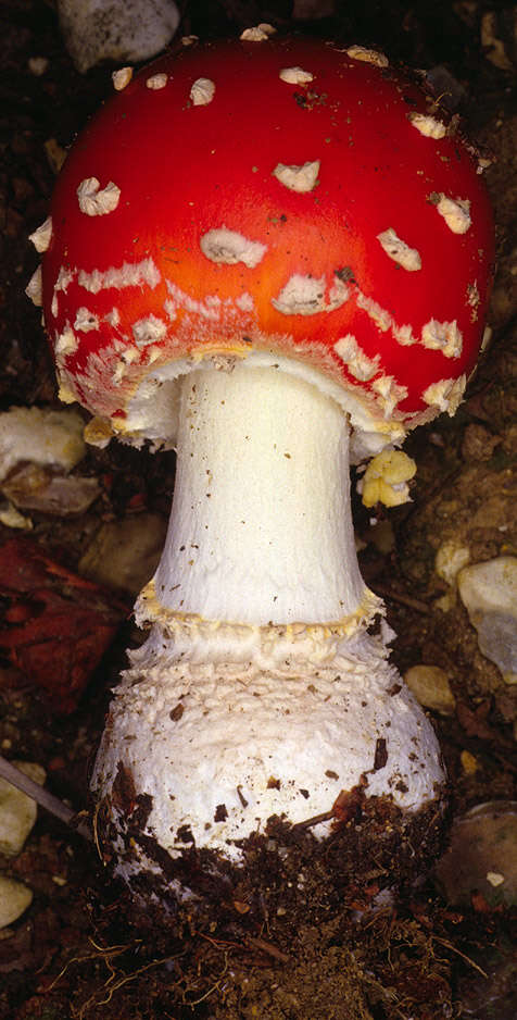 Image of Fly agaric