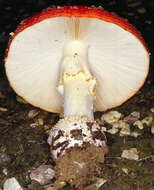 Image of Fly agaric