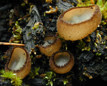 Image of Trichophaea hemisphaerioides (Mouton) Graddon 1960