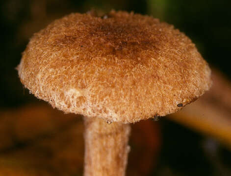 Image of Inocybe agardhii (N. Lund) P. D. Orton 1960