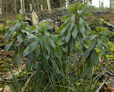 Sivun Euphorbia amygdaloides subsp. amygdaloides kuva