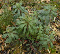 Image of Euphorbia amygdaloides subsp. amygdaloides
