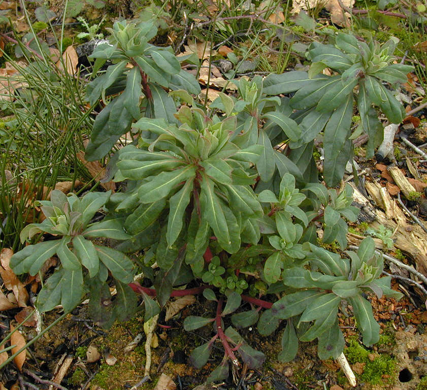 Sivun Euphorbia amygdaloides subsp. amygdaloides kuva