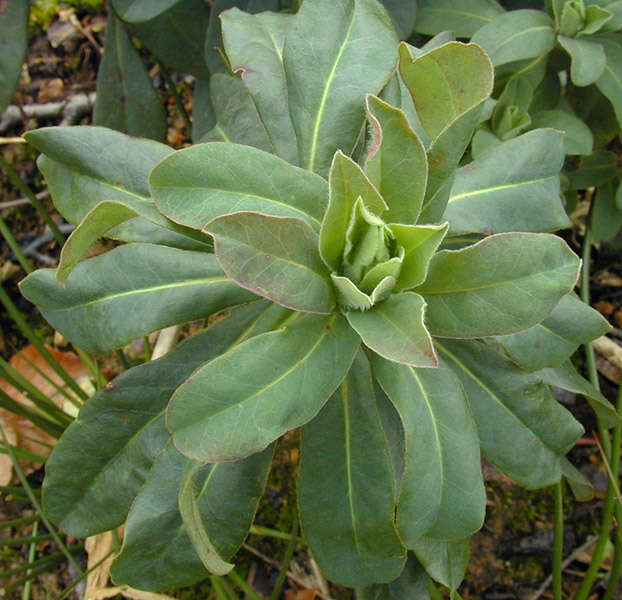 Sivun Euphorbia amygdaloides subsp. amygdaloides kuva