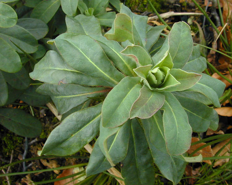 Sivun Euphorbia amygdaloides subsp. amygdaloides kuva