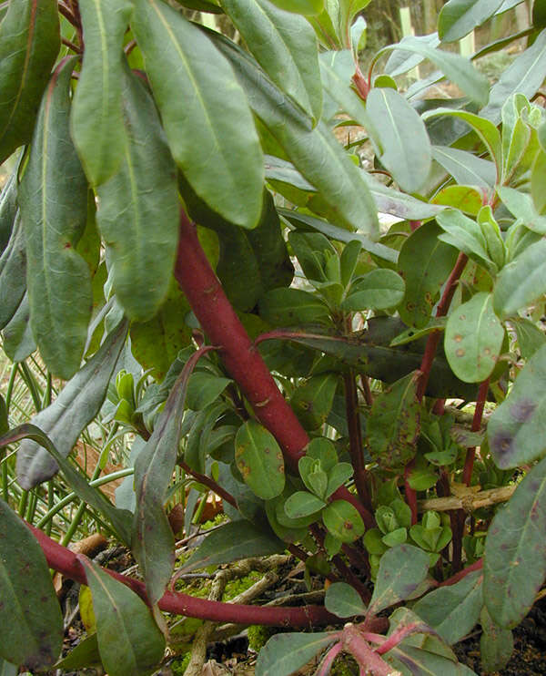 Image of Euphorbia amygdaloides subsp. amygdaloides