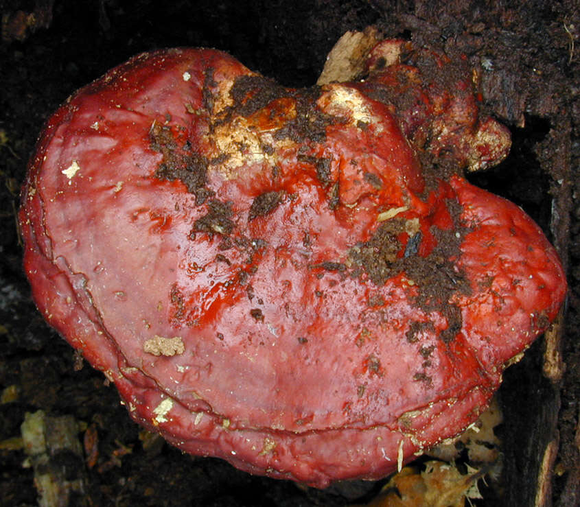 Image of lingzhi mushroom